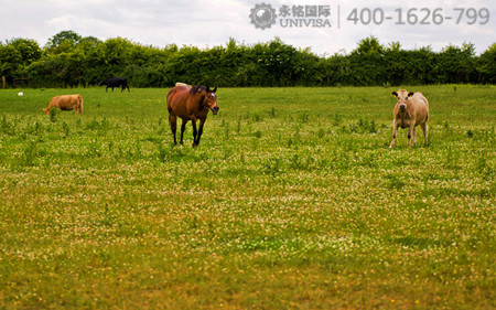 移民愛爾蘭會后悔嗎？看完這些您就知道了