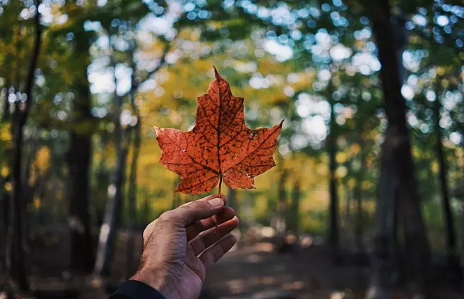 手拿楓葉